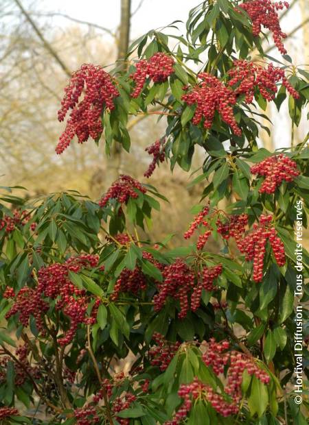 © Hortival Diffusion - Tous droits réservés