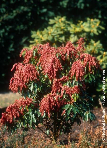 © Hortival Diffusion - Tous droits réservés