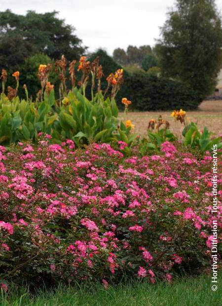 © Hortival Diffusion - Tous droits réservés