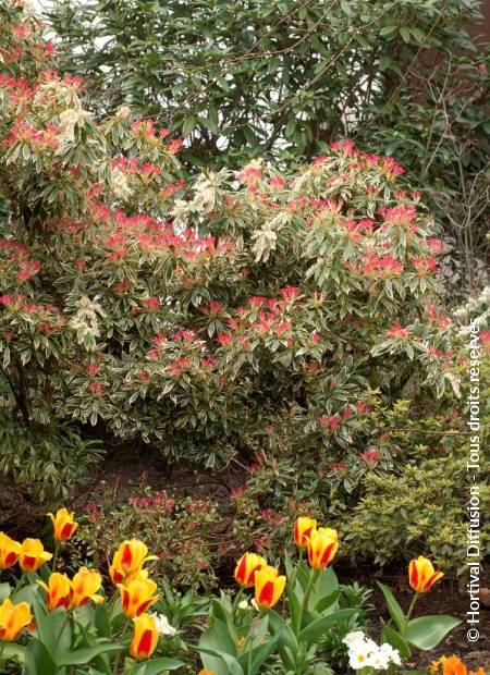 © Hortival Diffusion - Tous droits réservés