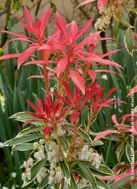 © Hortival Diffusion - Tous droits réservés