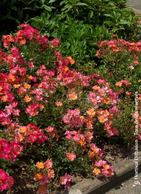 © Hortival Diffusion - Tous droits réservés