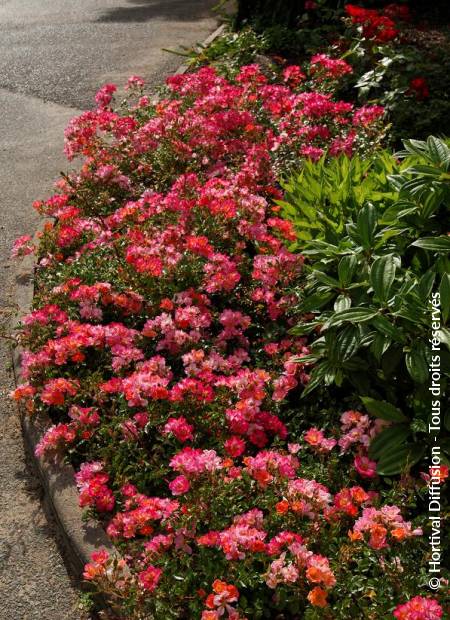 © Hortival Diffusion - Tous droits réservés