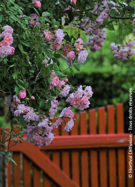 © Hortival Diffusion - Tous droits réservés