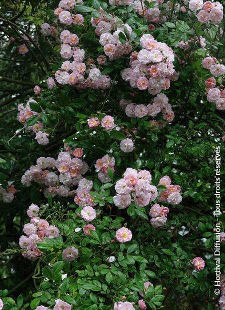 © Hortival Diffusion - Tous droits réservés