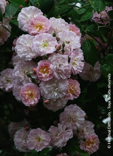 © Hortival Diffusion - Tous droits réservés