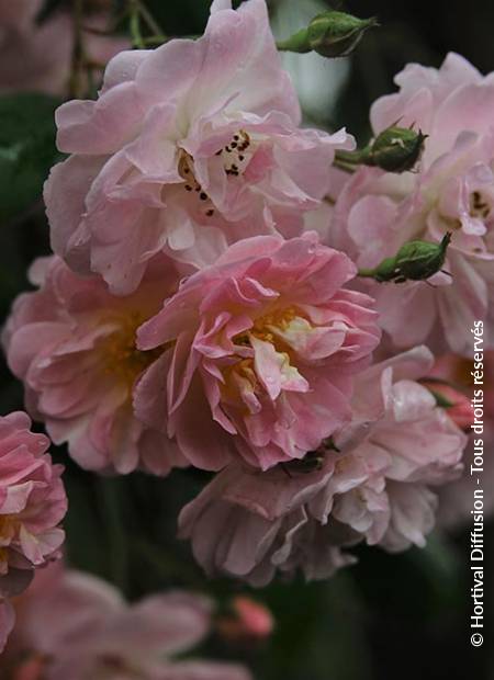 © Hortival Diffusion - Tous droits réservés