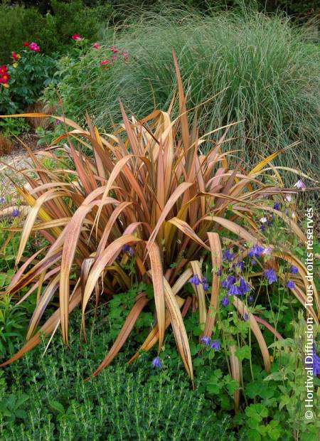 © Hortival Diffusion - Tous droits réservés