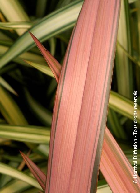 © Hortival Diffusion - Tous droits réservés