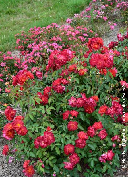 © Hortival Diffusion - Tous droits réservés