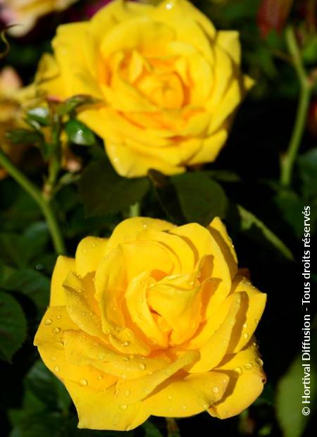© Hortival Diffusion - Tous droits réservés
