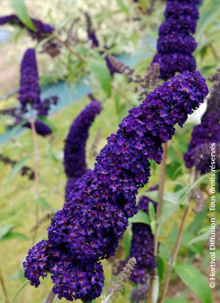 © Hortival Diffusion - Tous droits réservés