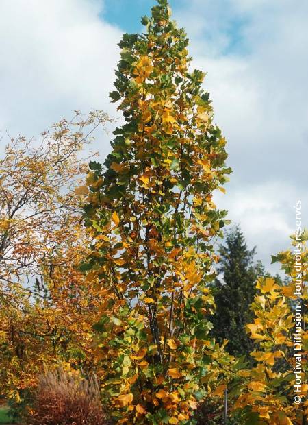 © Hortival Diffusion - Tous droits réservés