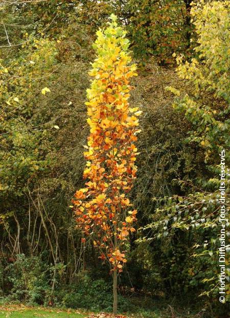 © Hortival Diffusion - Tous droits réservés