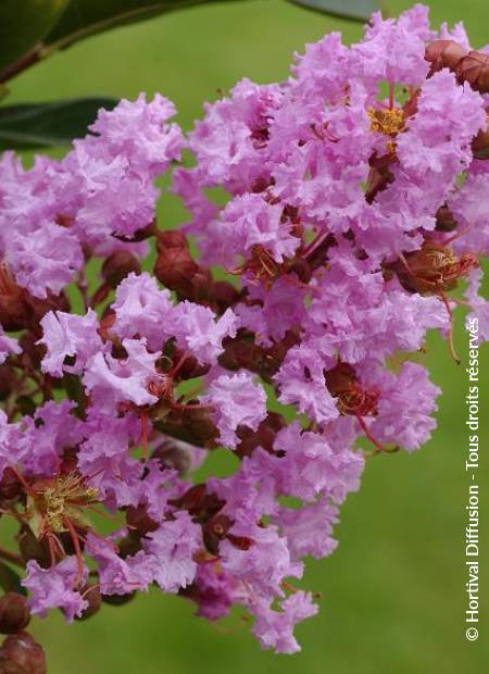 © Hortival Diffusion - Tous droits réservés