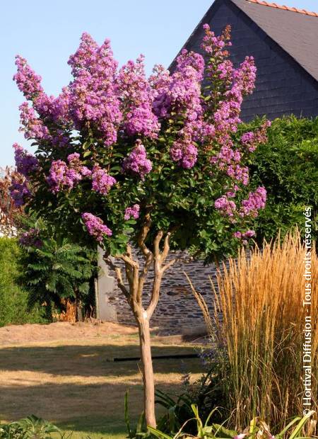 © Hortival Diffusion - Tous droits réservés