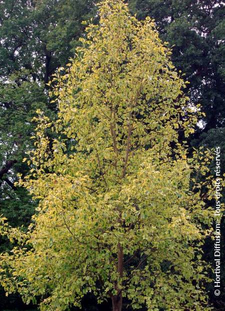 © Hortival Diffusion - Tous droits réservés