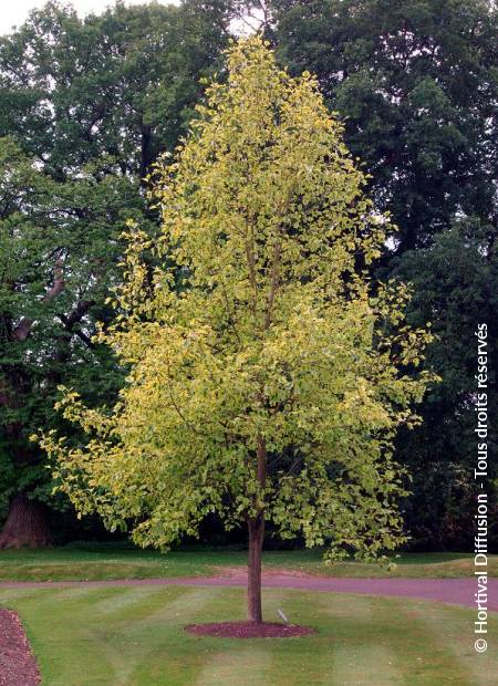 © Hortival Diffusion - Tous droits réservés