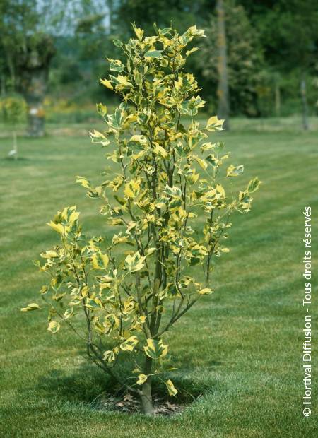 © Hortival Diffusion - Tous droits réservés