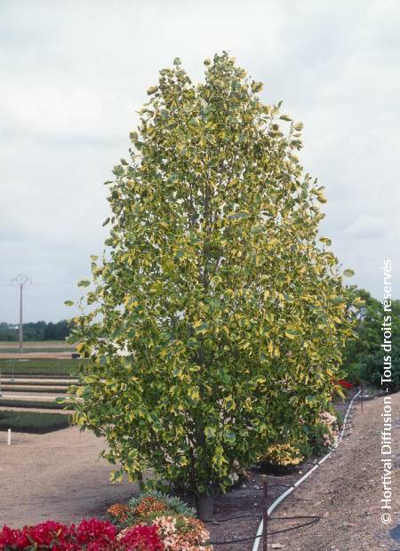 © Hortival Diffusion - Tous droits réservés