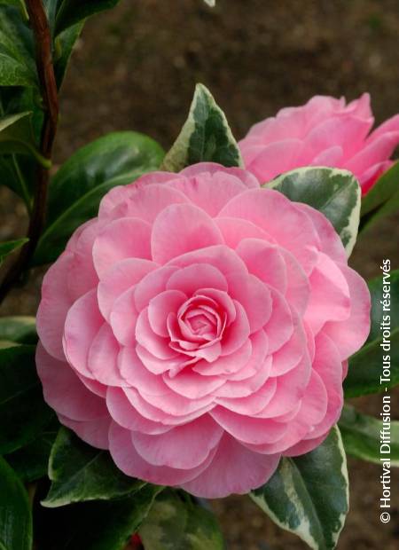 © Hortival Diffusion - Tous droits réservés