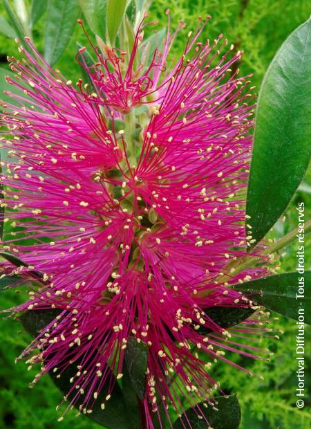 © Hortival Diffusion - Tous droits réservés