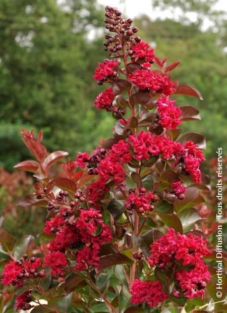 © Hortival Diffusion - Tous droits réservés