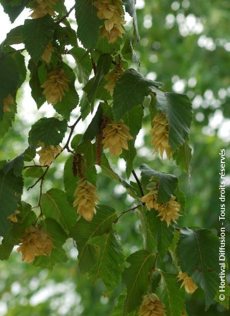 © Hortival Diffusion - Tous droits réservés