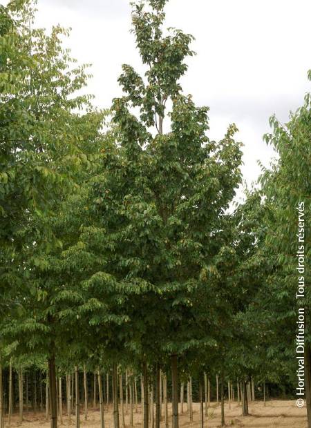 © Hortival Diffusion - Tous droits réservés