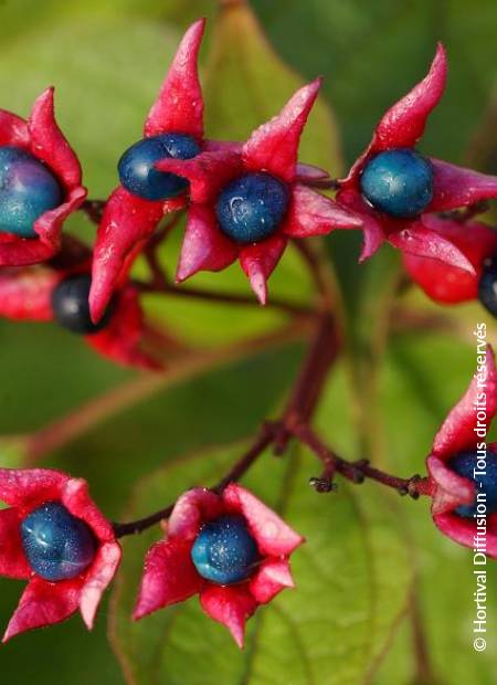 © Hortival Diffusion - Tous droits réservés