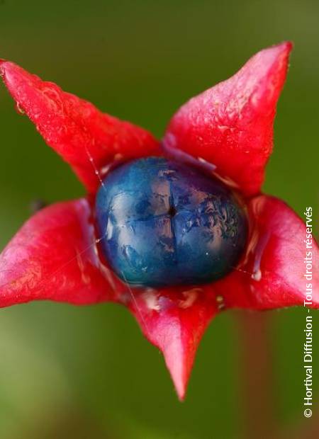 © Hortival Diffusion - Tous droits réservés