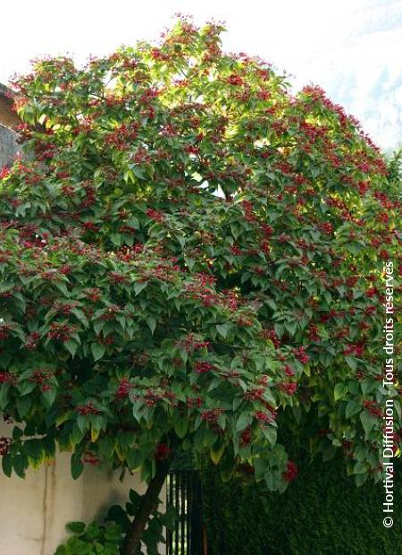 © Hortival Diffusion - Tous droits réservés