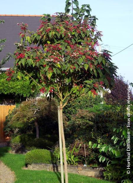 © Hortival Diffusion - Tous droits réservés