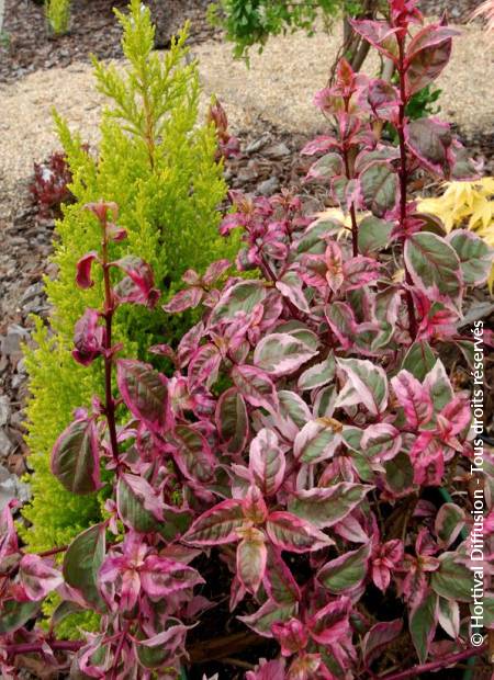 © Hortival Diffusion - Tous droits réservés