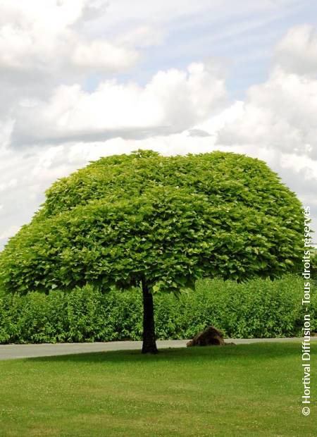 © Hortival Diffusion - Tous droits réservés