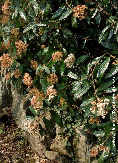 © Hortival Diffusion - Tous droits réservés