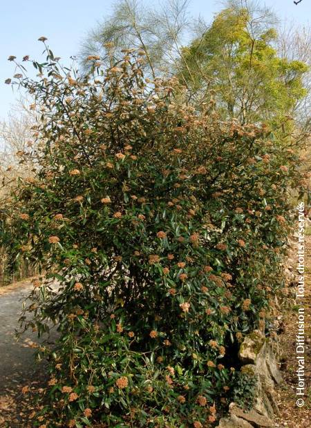 © Hortival Diffusion - Tous droits réservés