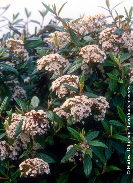 © Hortival Diffusion - Tous droits réservés