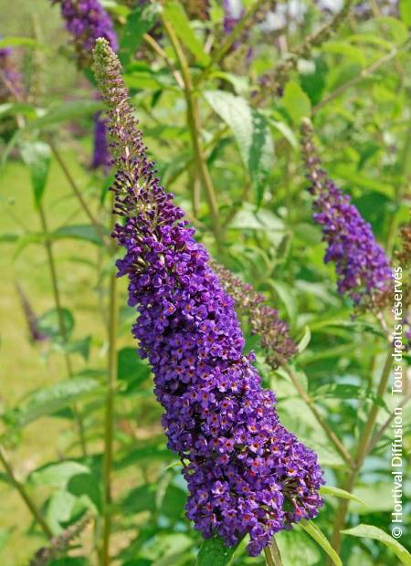 © Hortival Diffusion - Tous droits réservés