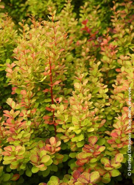 © Hortival Diffusion - Tous droits réservés