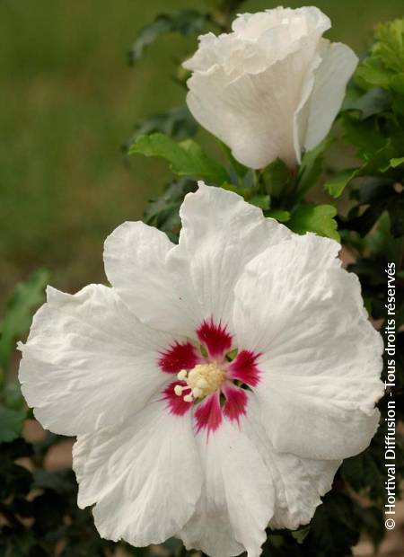 © Hortival Diffusion - Tous droits réservés