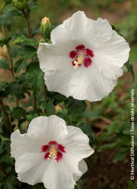 © Hortival Diffusion - Tous droits réservés