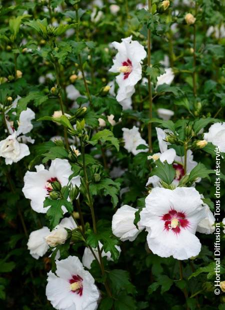 © Hortival Diffusion - Tous droits réservés