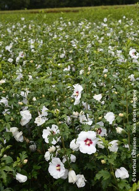 © Hortival Diffusion - Tous droits réservés