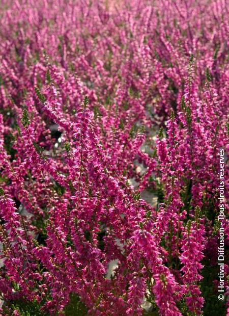 © Hortival Diffusion - Tous droits réservés