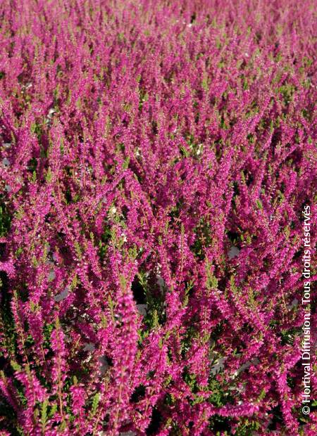 © Hortival Diffusion - Tous droits réservés