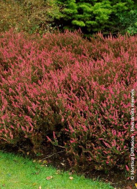 © Hortival Diffusion - Tous droits réservés