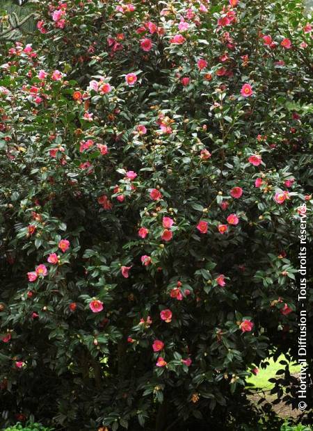 © Hortival Diffusion - Tous droits réservés