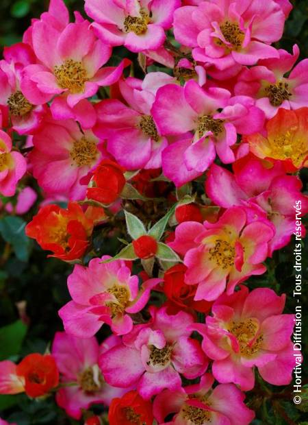 © Hortival Diffusion - Tous droits réservés