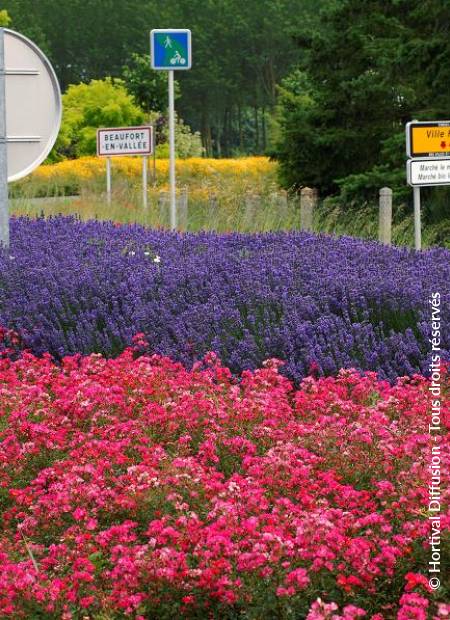 © Hortival Diffusion - Tous droits réservés